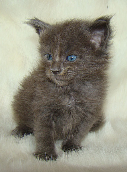 ���� ��� ������� ��������� Catsvill County!  ���� ����! ������ ������ ���� ���! ���� ��� ������ ������ � ����� ����!!! �������� ���� ����� Catsvill County +7-926-544-74-09  ���� ��� �������� ������. ���� ��� ������, ���� ��� �������, ���� ��� ������,  ���� ��� ����, ���� ��� ��������, ���� ����,  ������ ������ ���� ���,  ������ ����-����, ����� ������� ������ �����, ����� ����� ������!